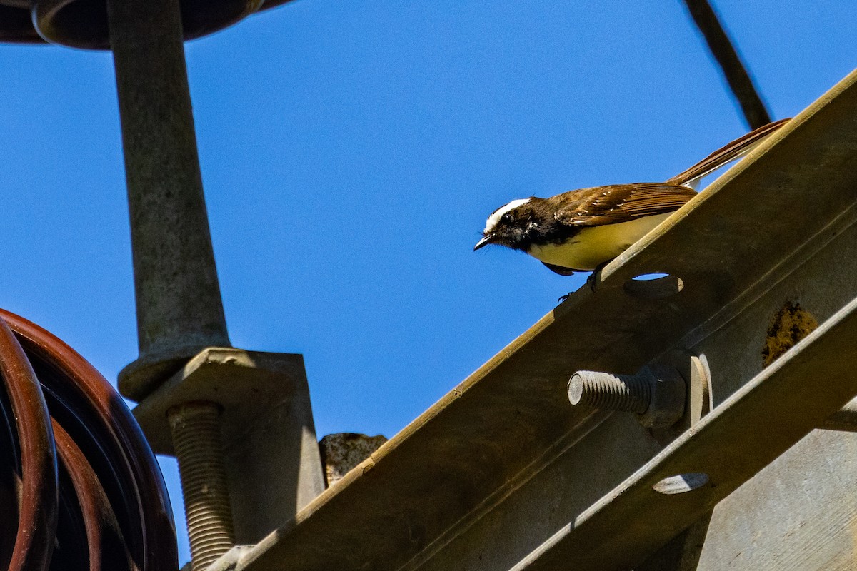 White-browed Fantail - ML637728817