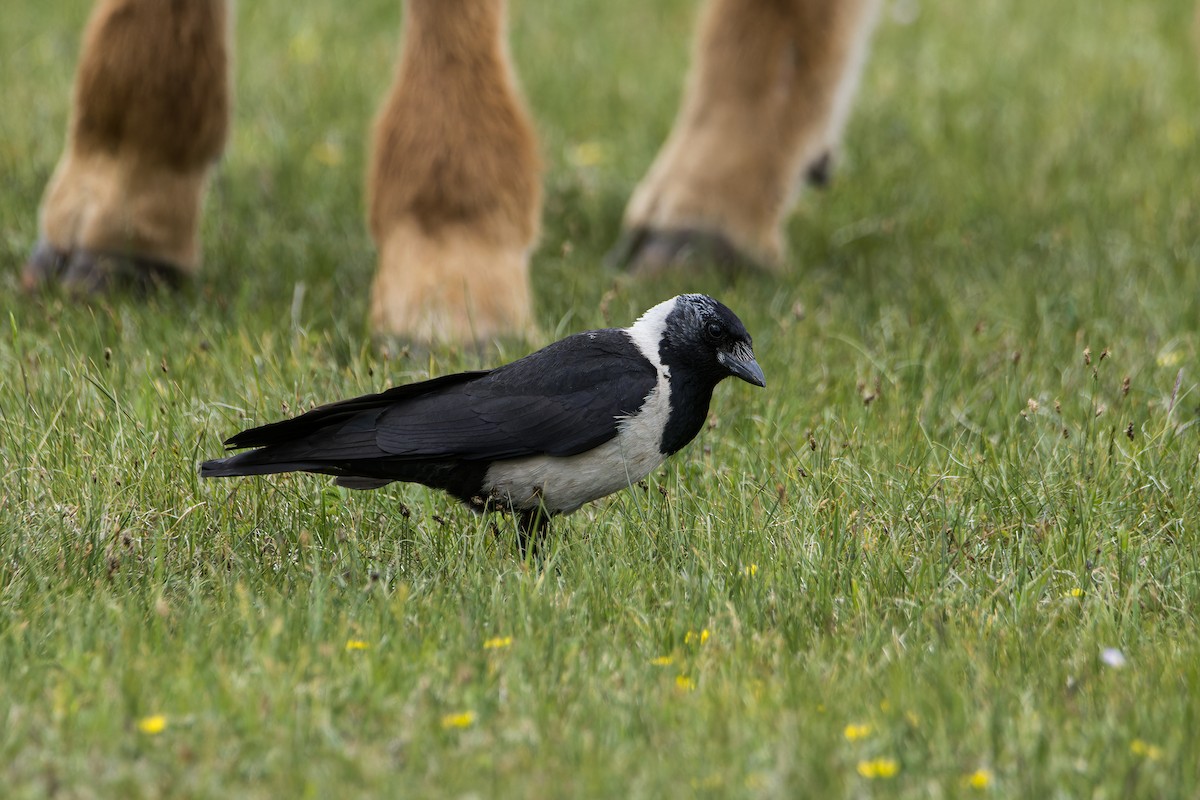 Daurian Jackdaw - ML637728818
