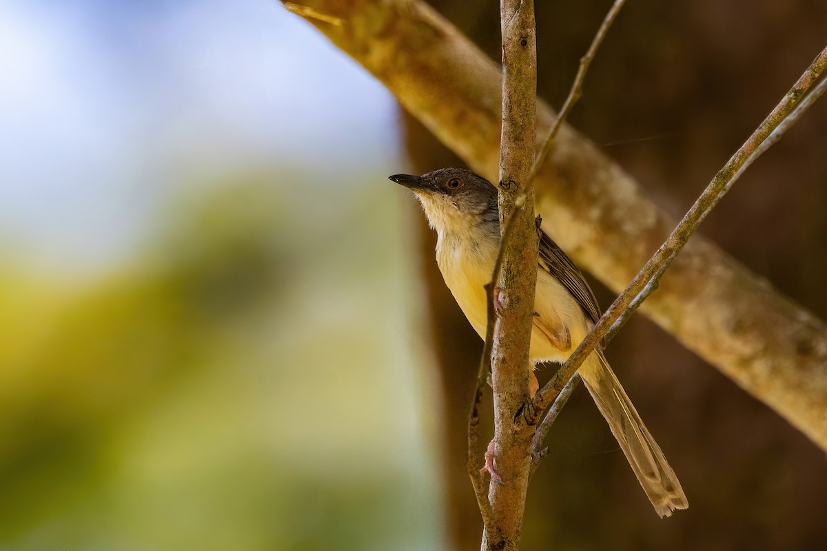 Jungle Prinia - ML637728820