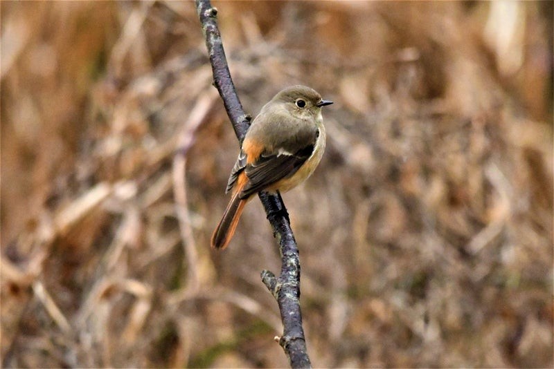 Daurian Redstart - ML637728821