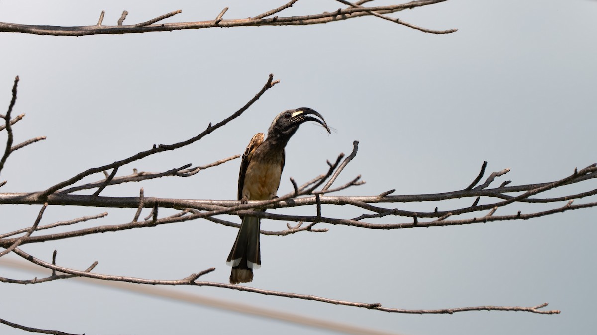 African Gray Hornbill - ML637728822