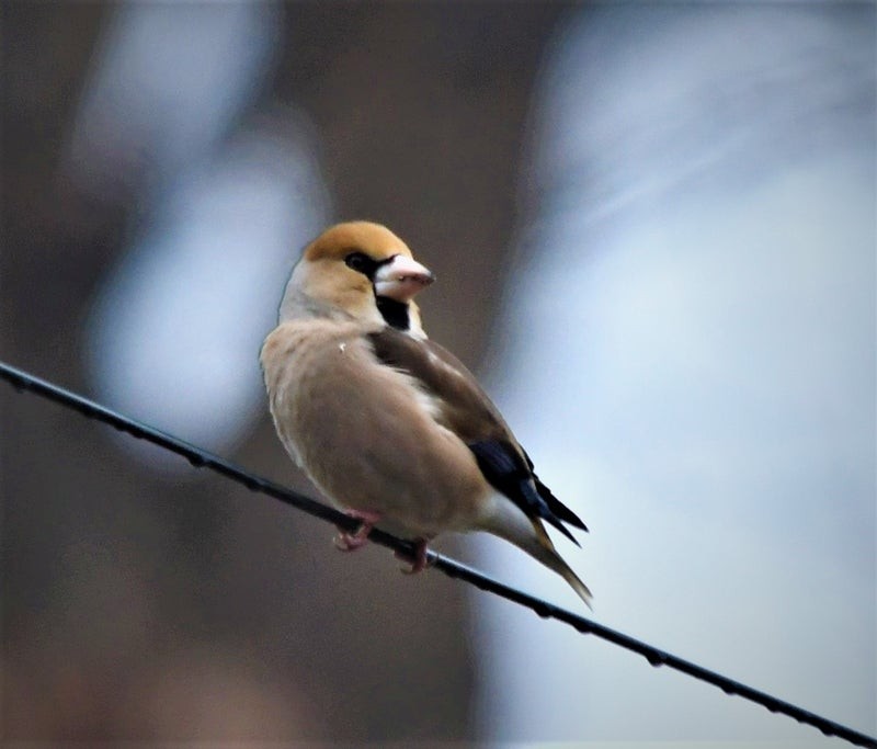 Hawfinch - ML637728823