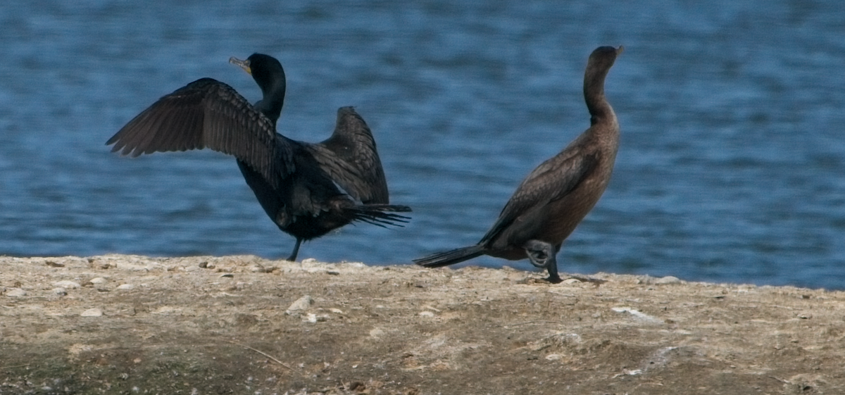 Double-crested Cormorant - ML637728824