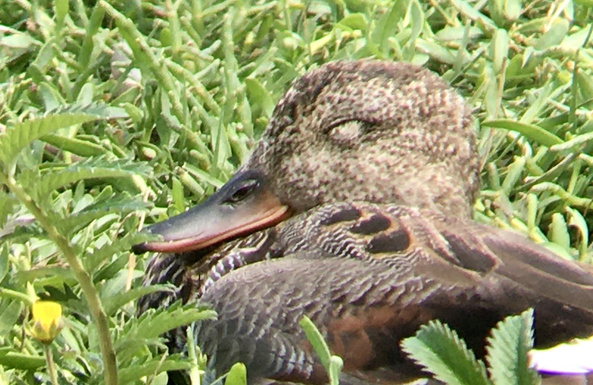 Gadwall - ML637728826