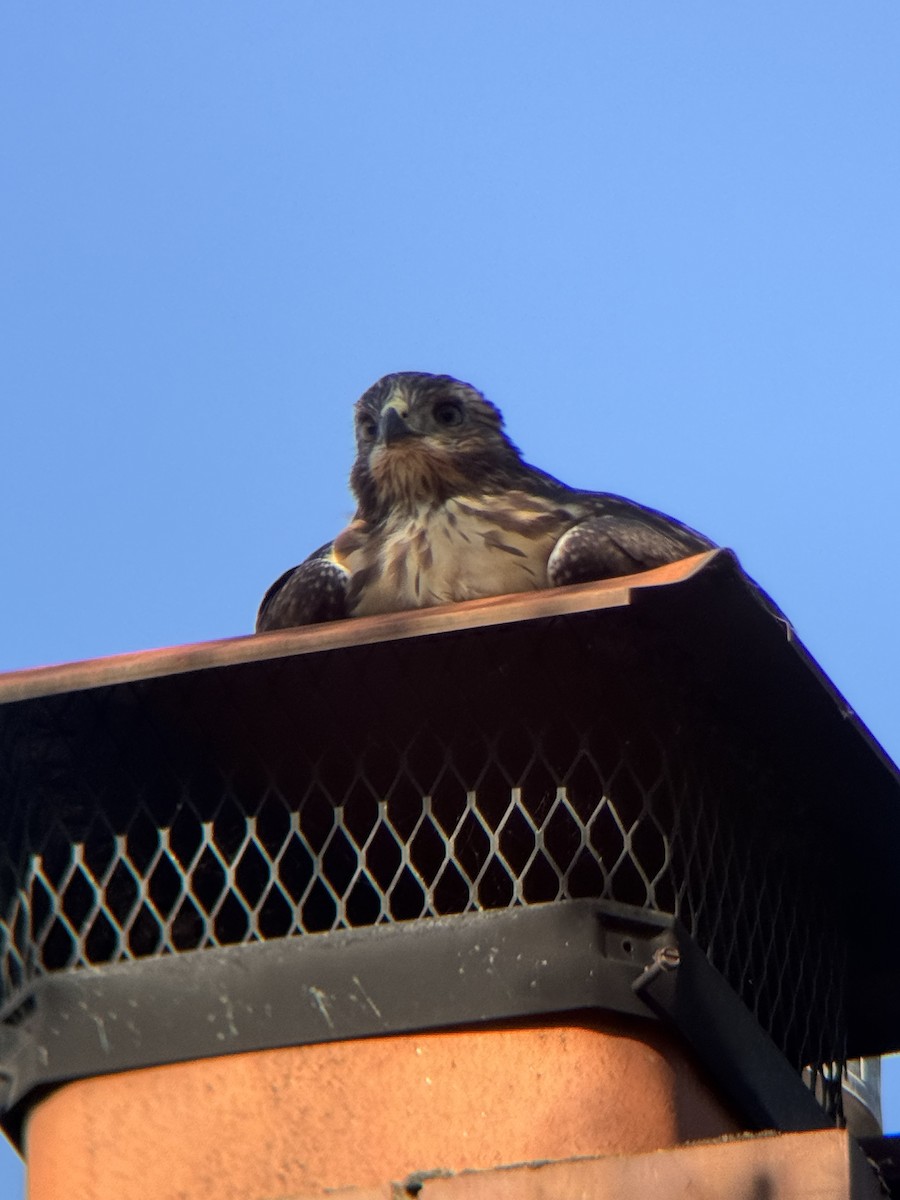 Red-tailed Hawk - ML637728840