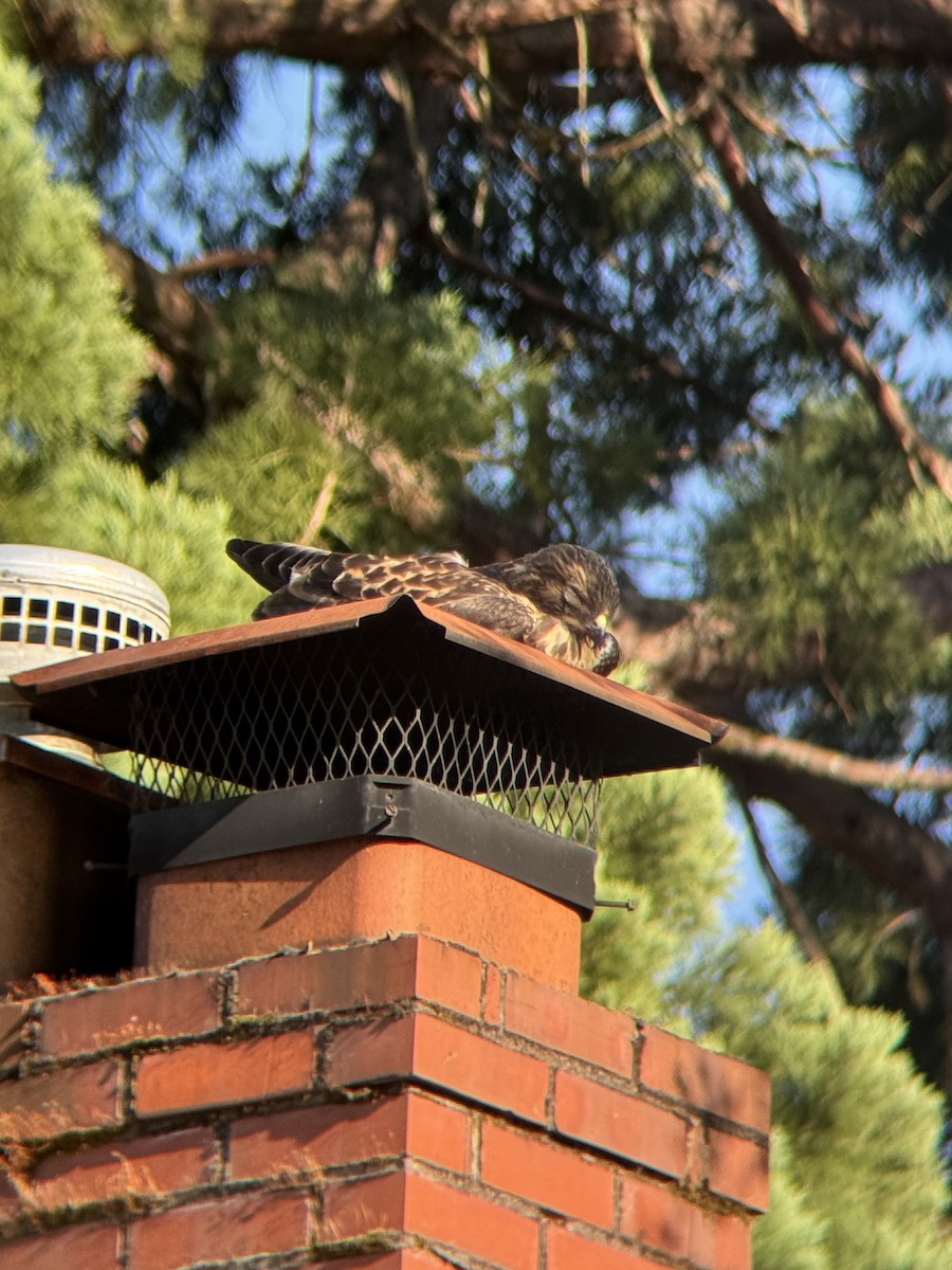 Red-tailed Hawk - ML637728841