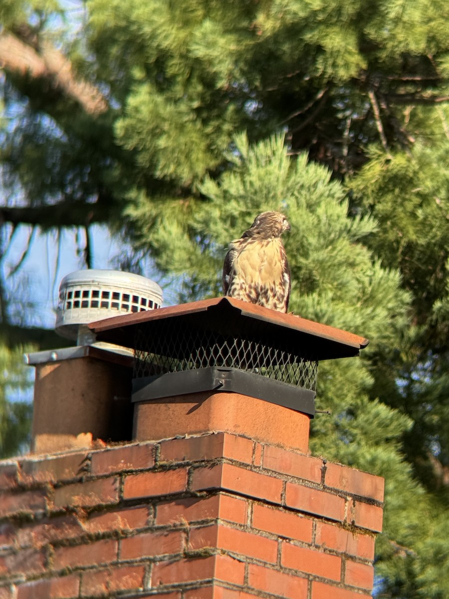 Red-tailed Hawk - ML637728842