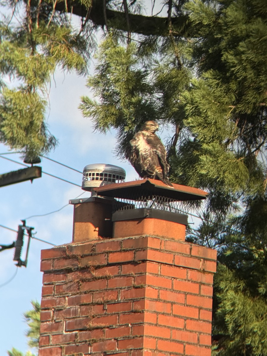 Red-tailed Hawk - ML637728843