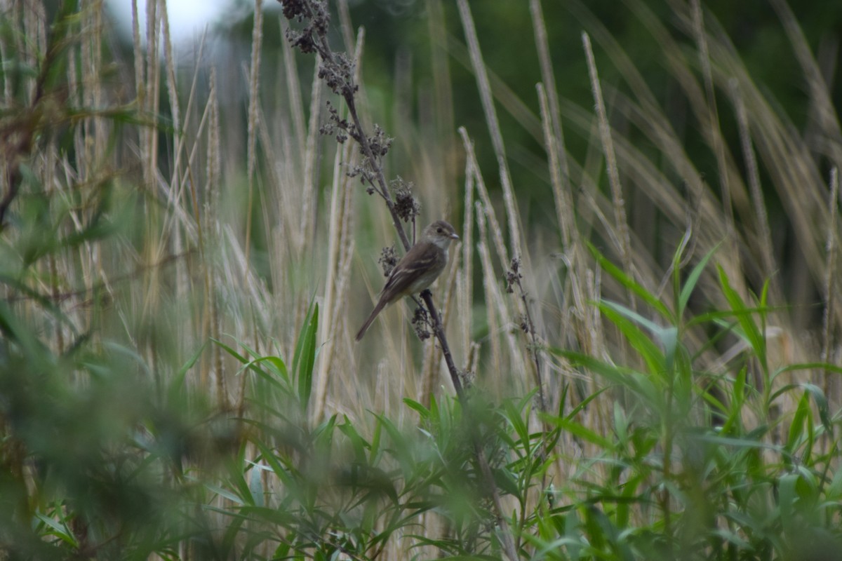 White-throated Flycatcher - ML637728847