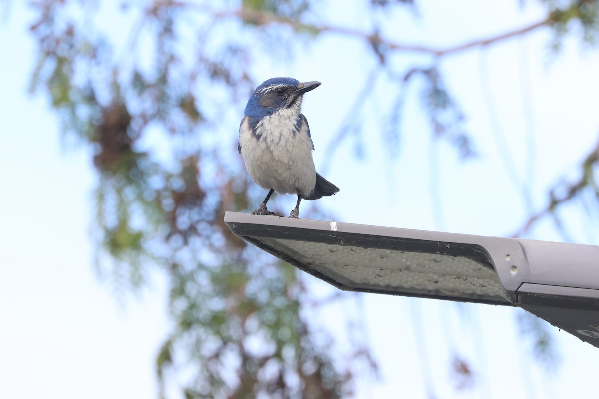 California Scrub-Jay - ML637728866