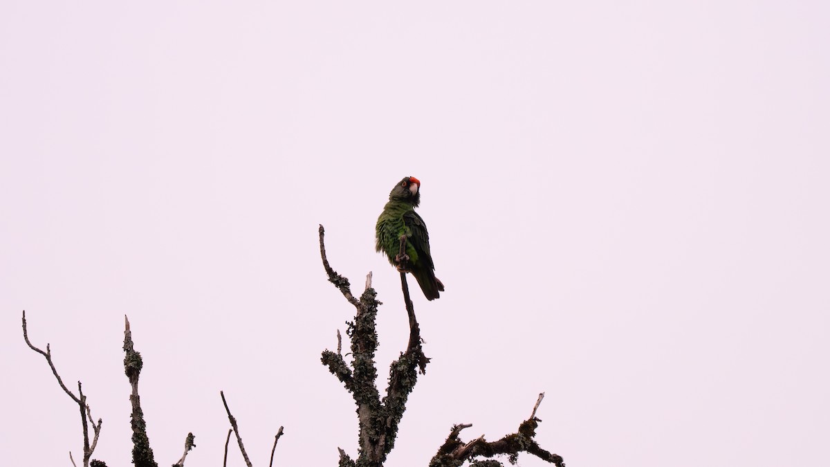 Red-fronted Parrot - ML637728885