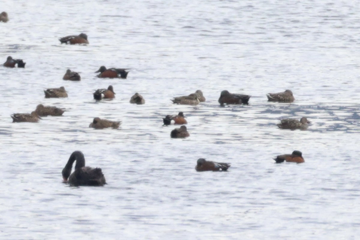 Black Swan - ML637728893