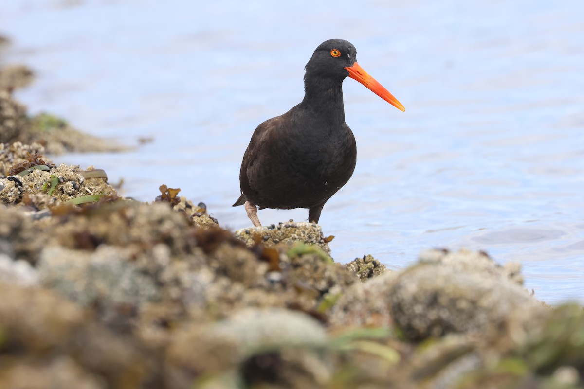 Black Oystercatcher - ML637728894
