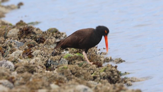 Black Oystercatcher - ML637728895