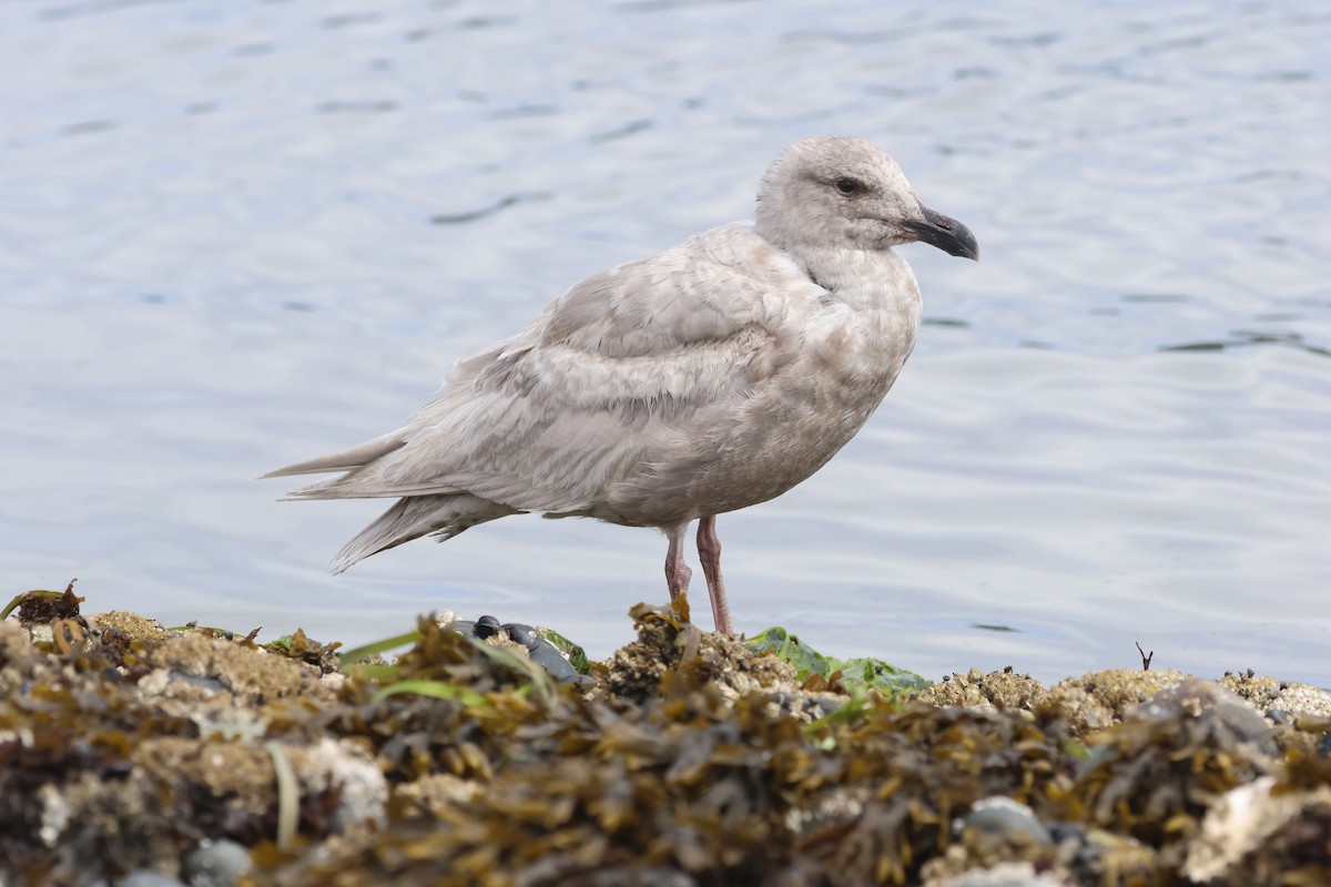 Glaucous-winged Gull - ML637728902