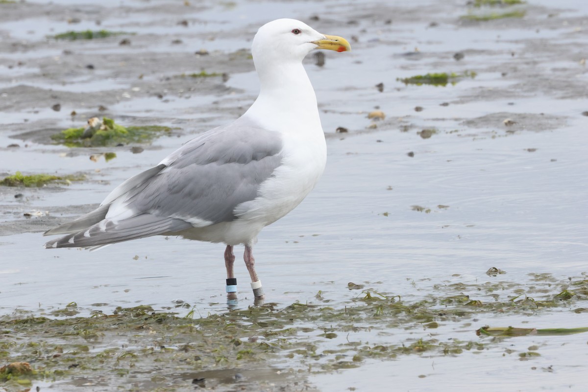 Glaucous-winged Gull - ML637728903