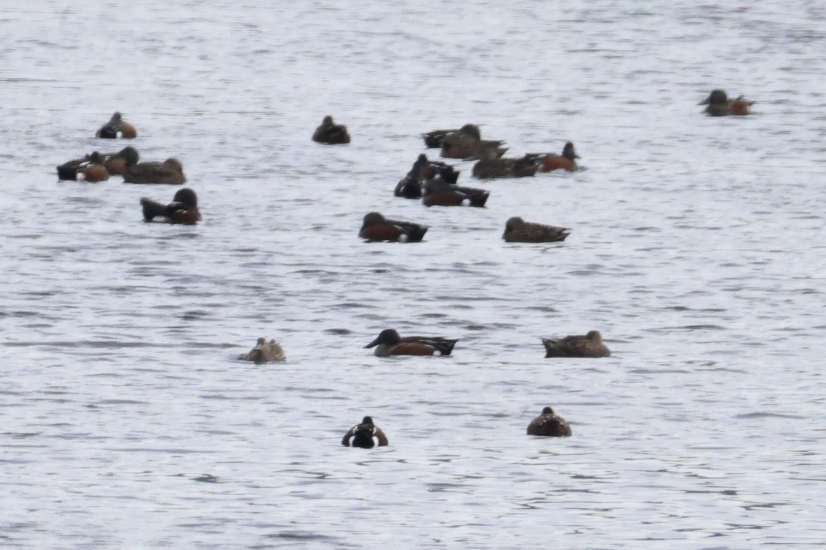 Australasian Shoveler - ML637728905