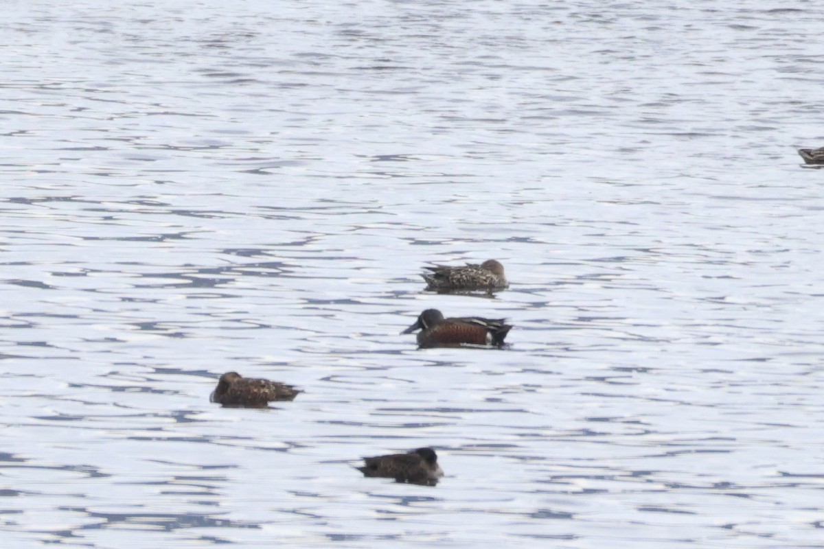 Australasian Shoveler - ML637728906