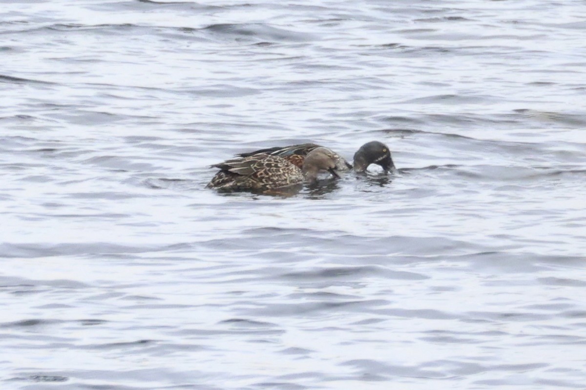 Australasian Shoveler - ML637728907