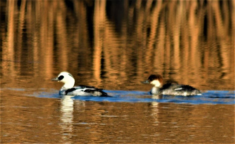 Smew - ML637728919