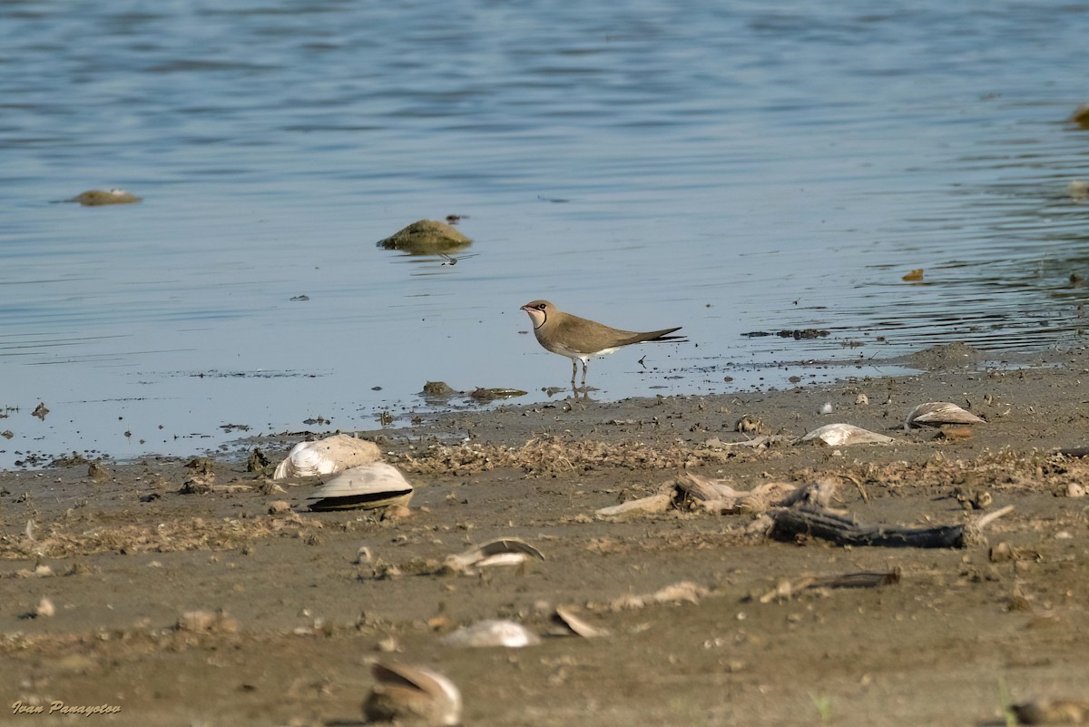 Collared Pratincole - ML637728935