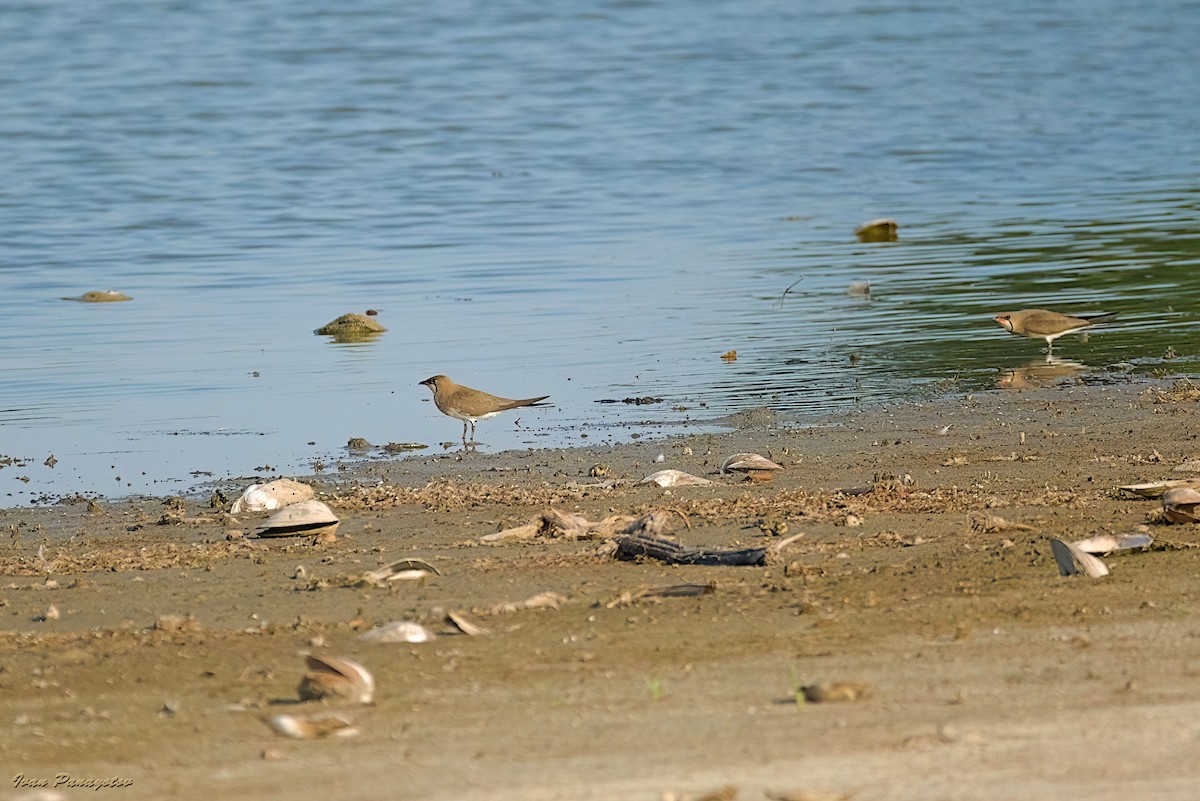 Collared Pratincole - ML637728936