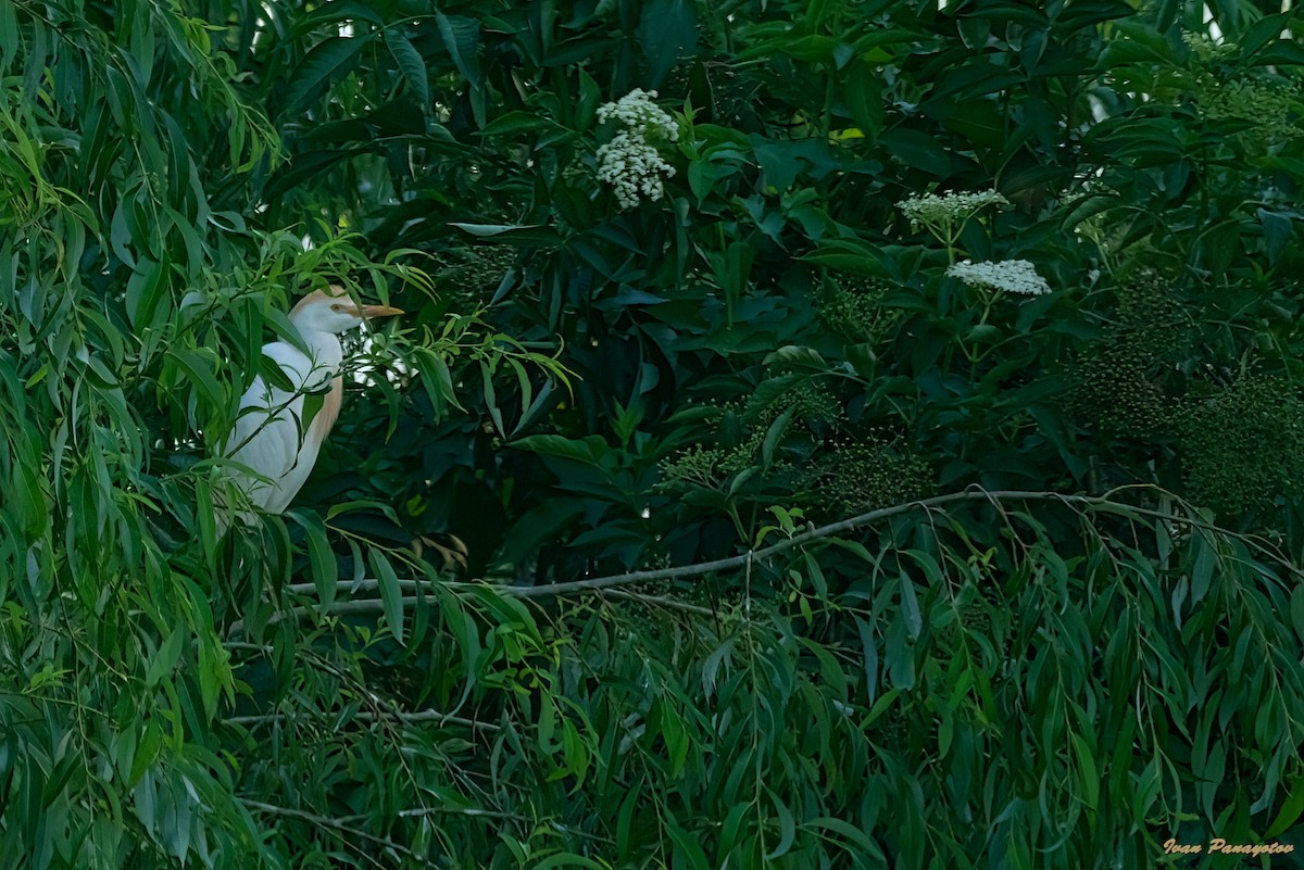 Western Cattle-Egret - ML637728940