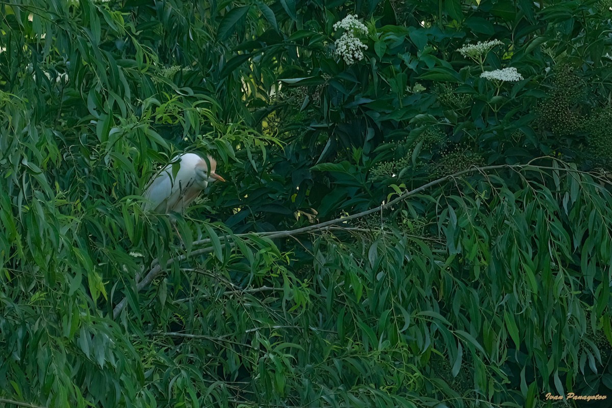 Western Cattle-Egret - ML637728941