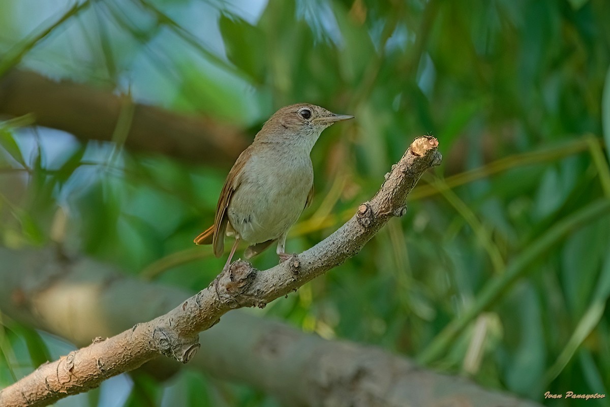 Common Nightingale - ML637728948