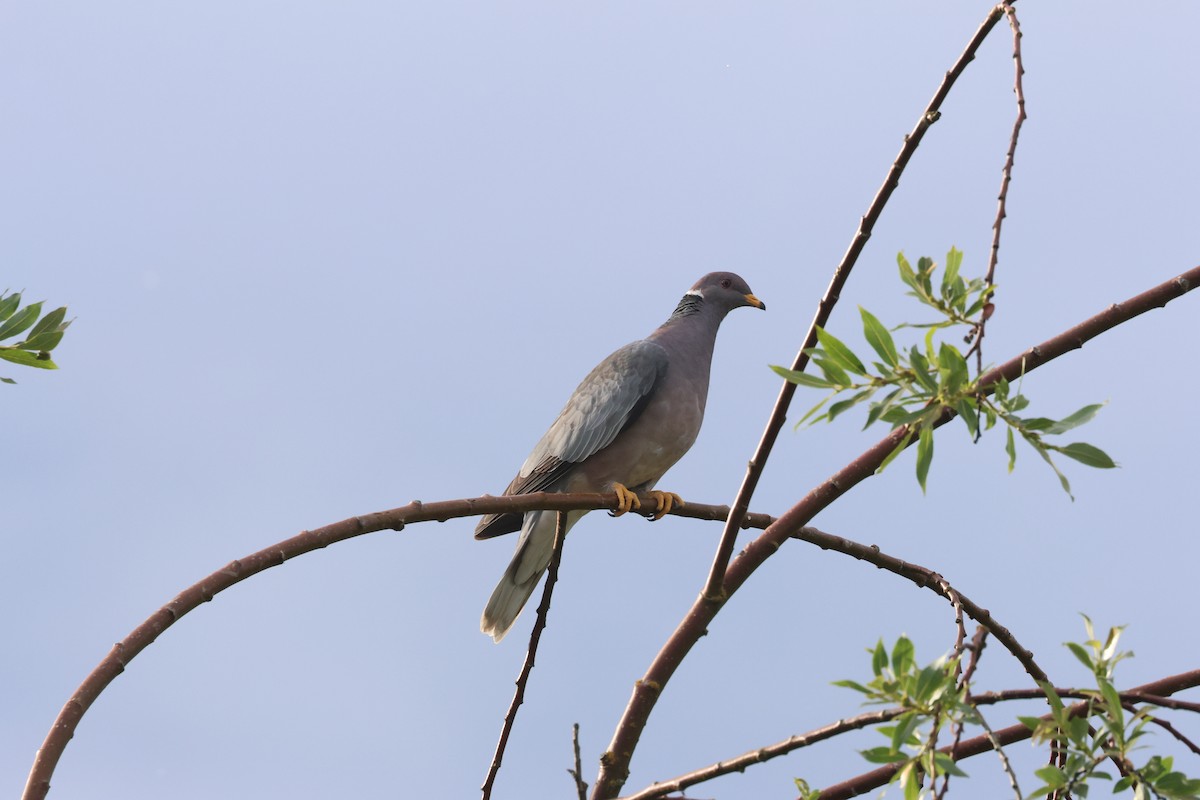 Band-tailed Pigeon - ML637728953