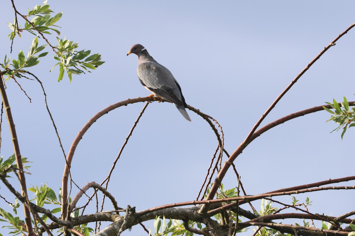 Band-tailed Pigeon - ML637728954