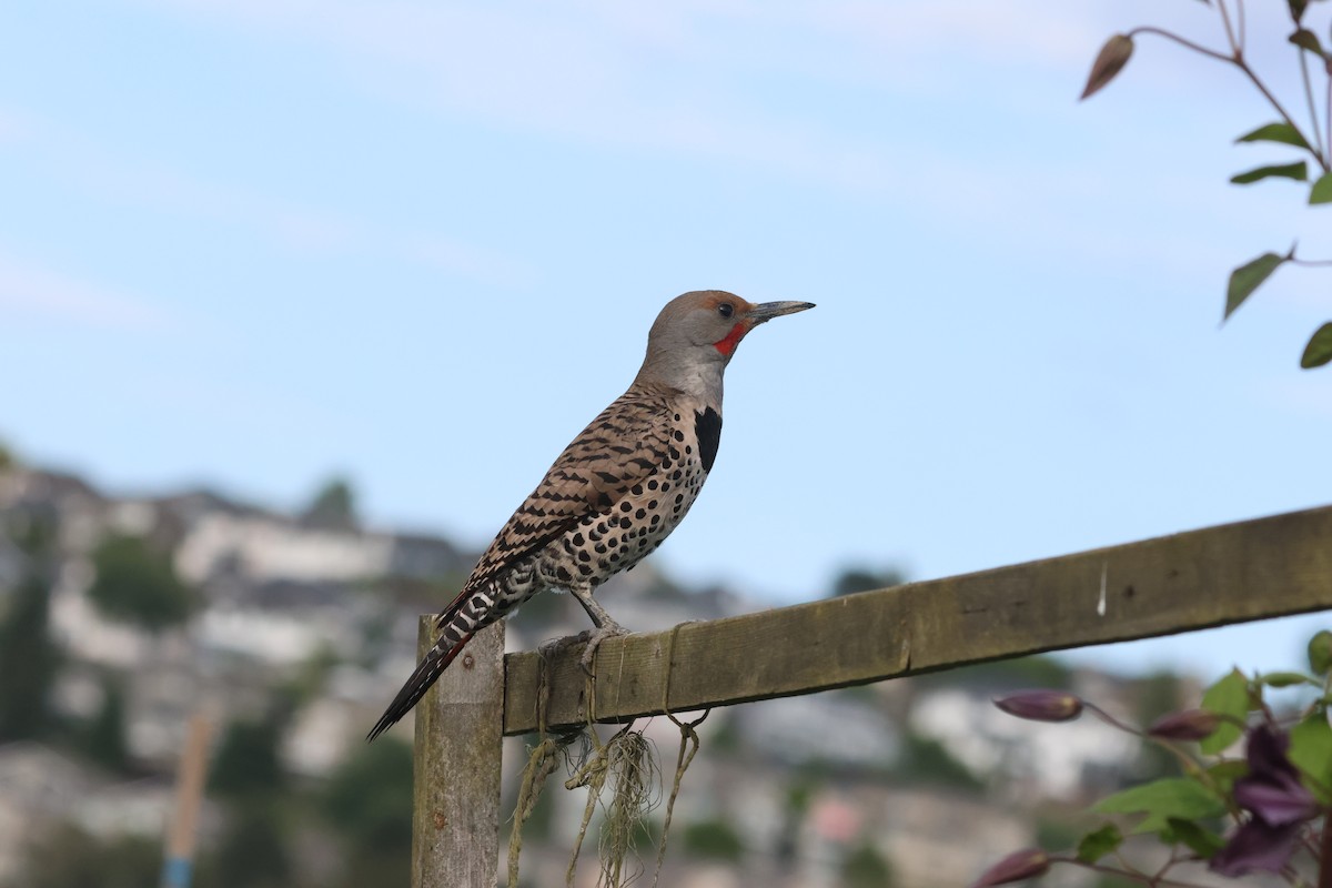 Northern Flicker - ML637728958