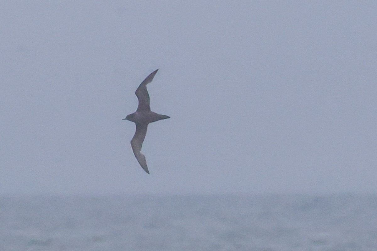Short-tailed Shearwater - ML637728998