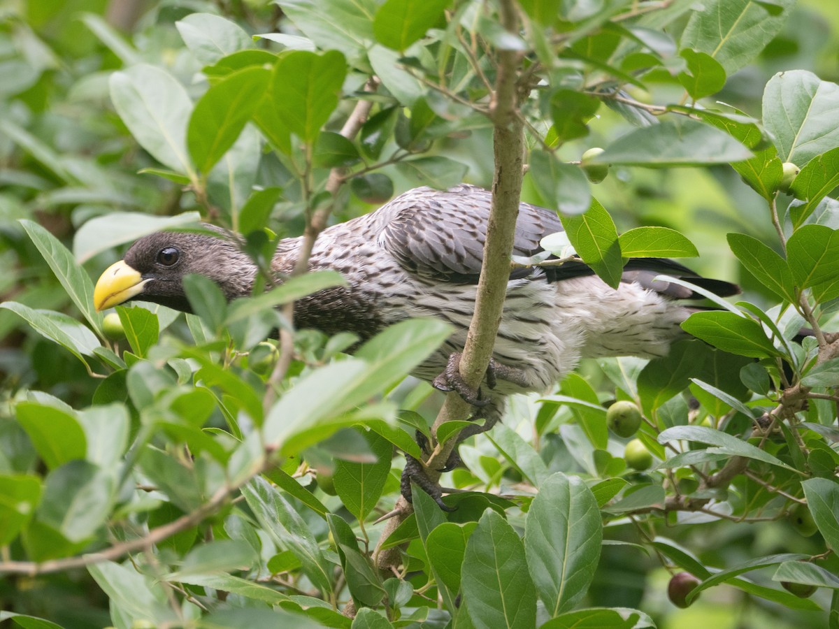 Western Plantain-eater - ML637729004