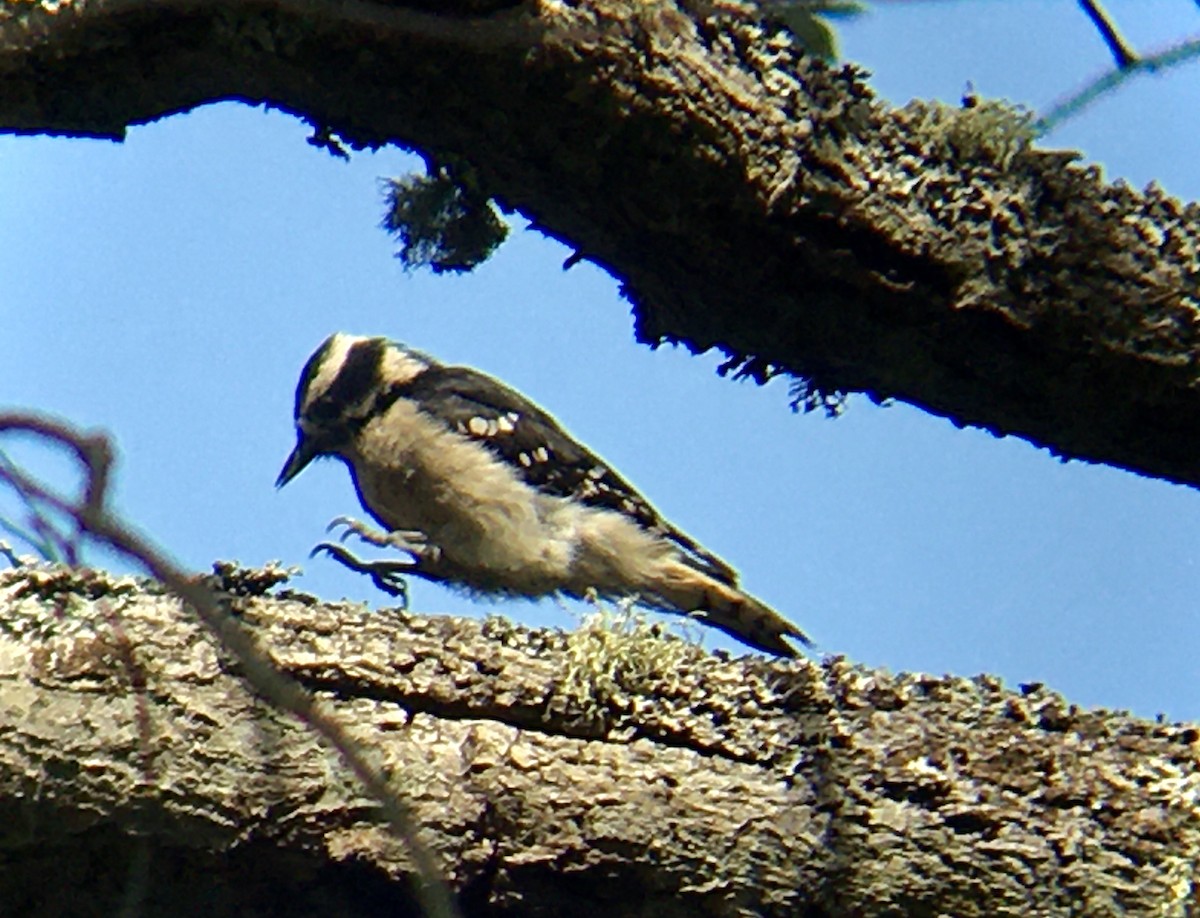 Downy Woodpecker (Pacific) - ML637729006