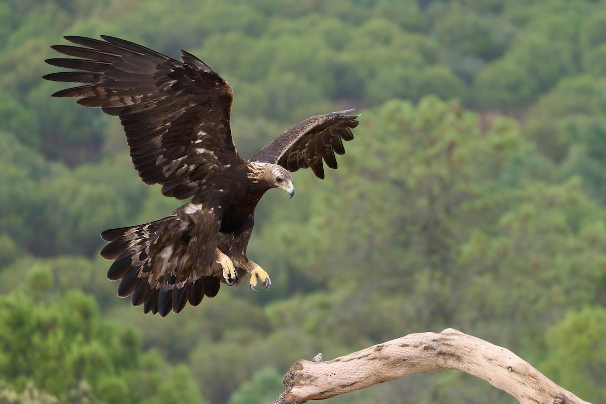 Steinadler - ML637729039