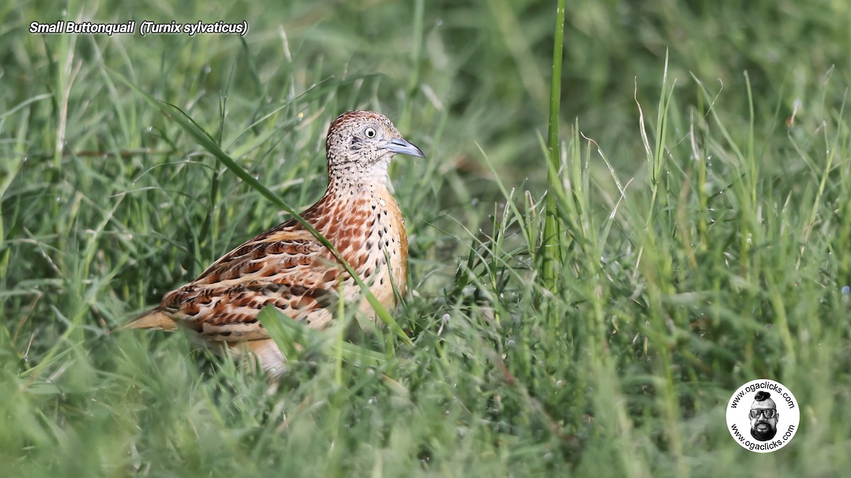 Small Buttonquail - ML637729040