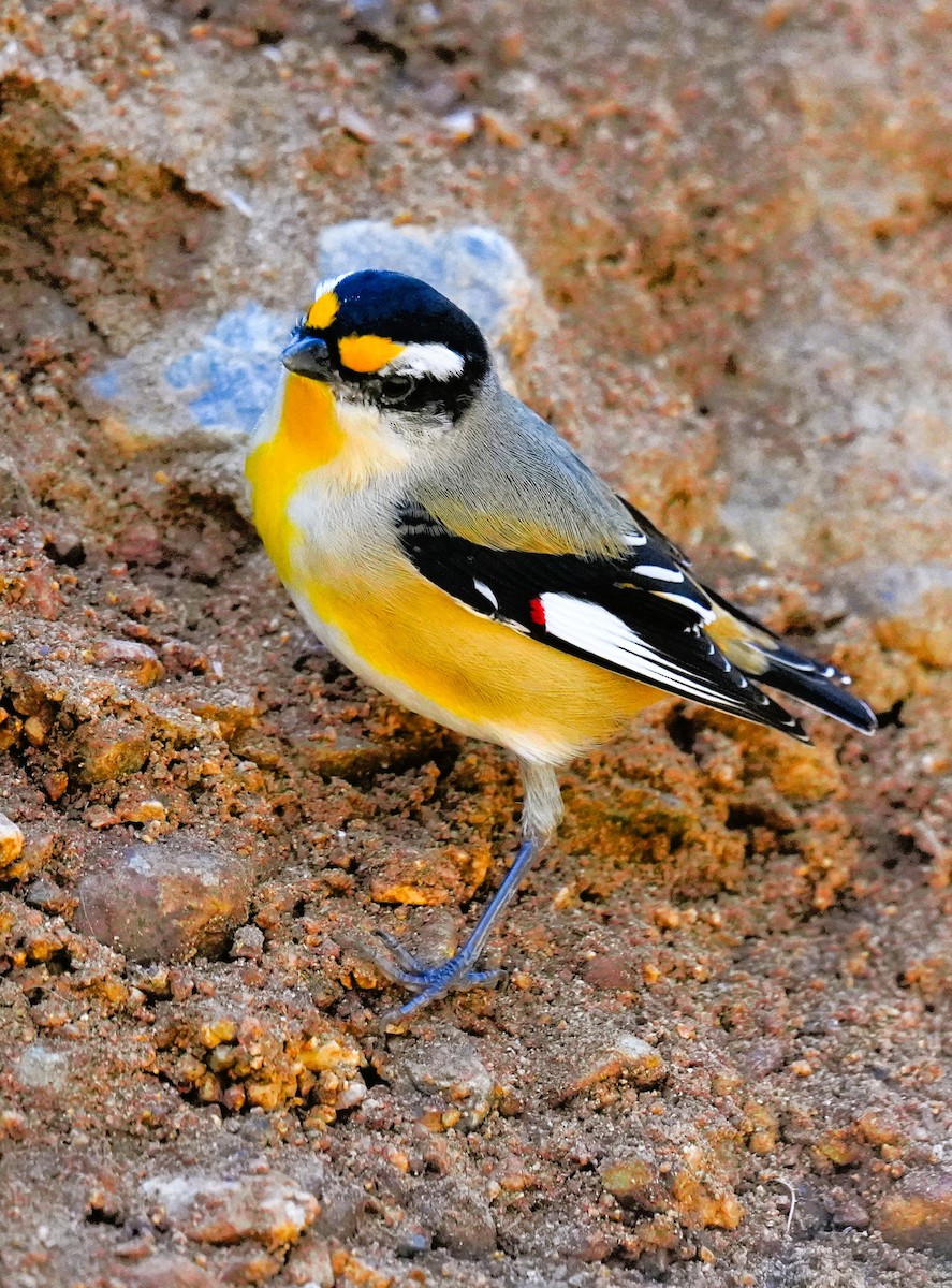 Streifenpanthervogel [melanocephalus-Gruppe] - ML637729047