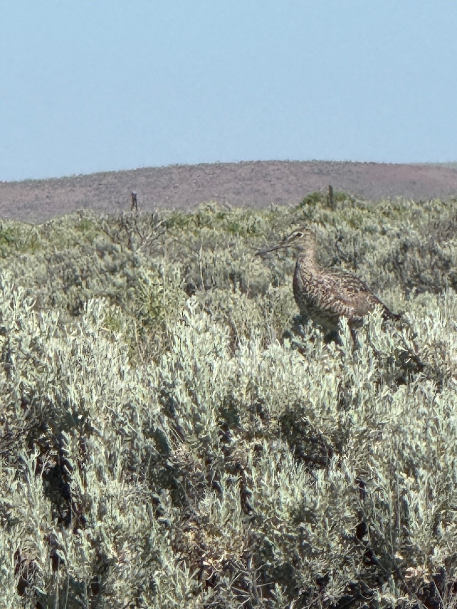 willetsnipe - ML637729066