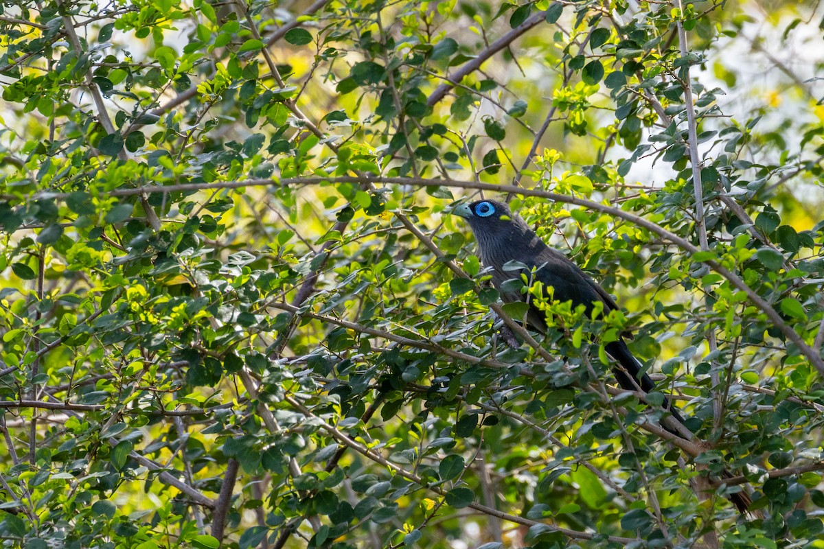 Blue-faced Malkoha - ML637729112