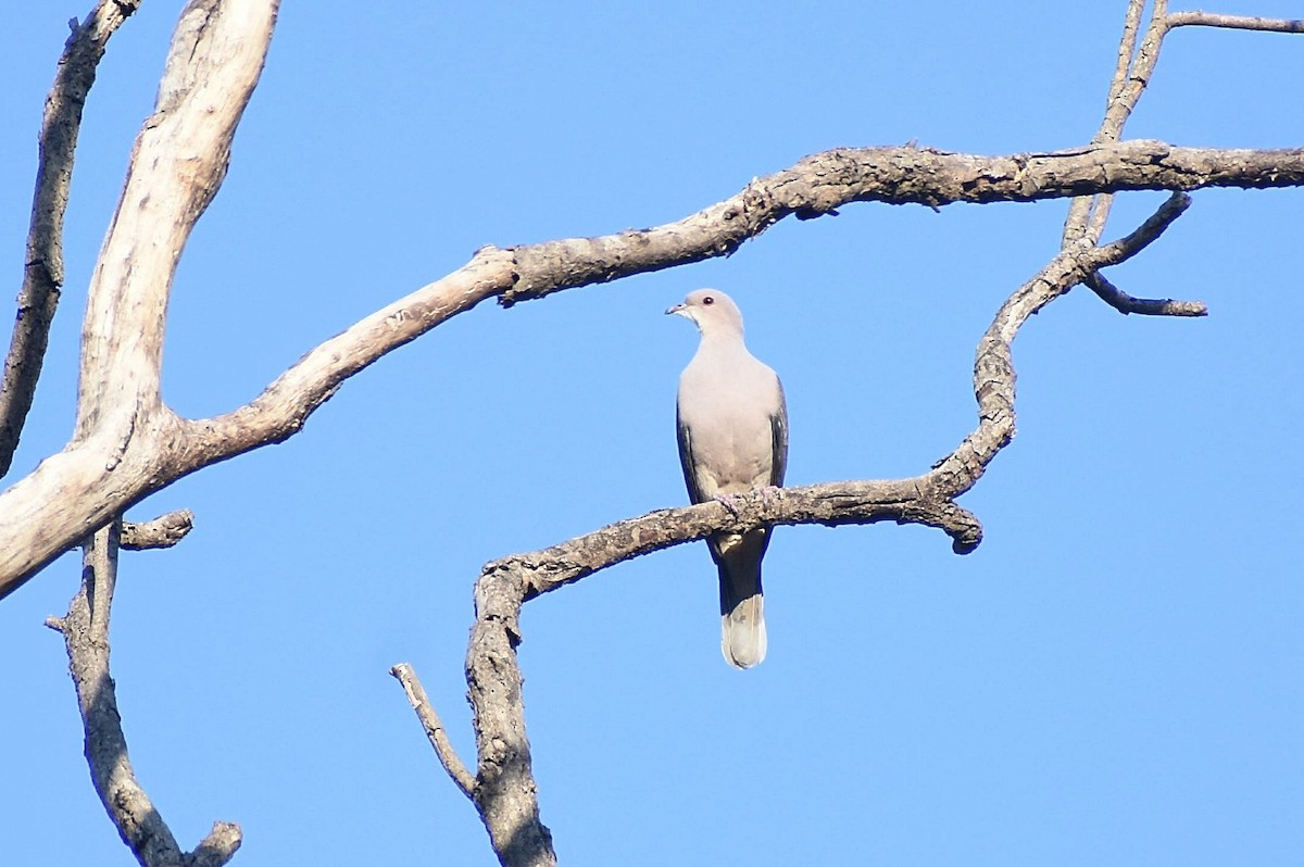 Malabar Imperial-Pigeon - ML637729166