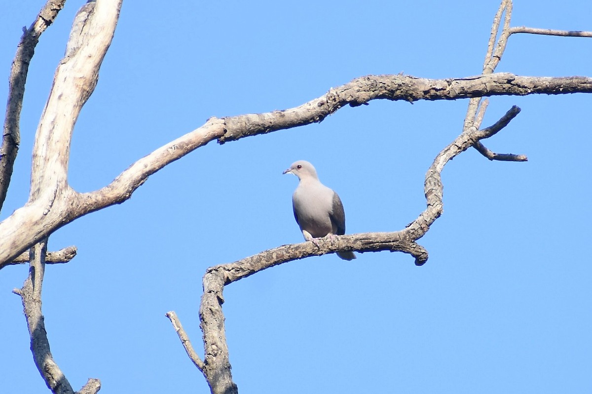 Malabar Imperial-Pigeon - ML637729171