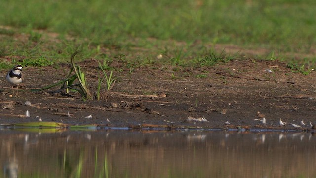 Little Ringed Plover - ML637729174