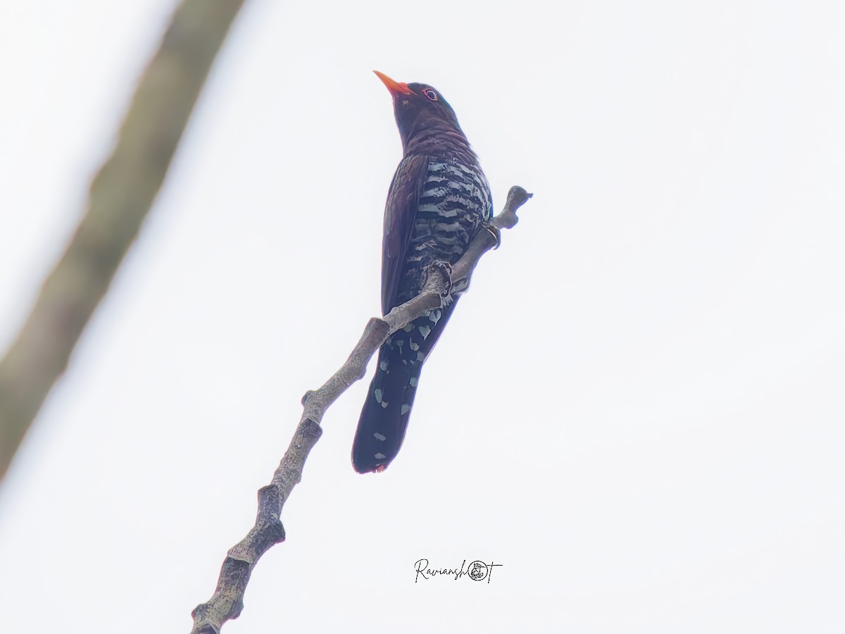 Violet Cuckoo - ML637729181
