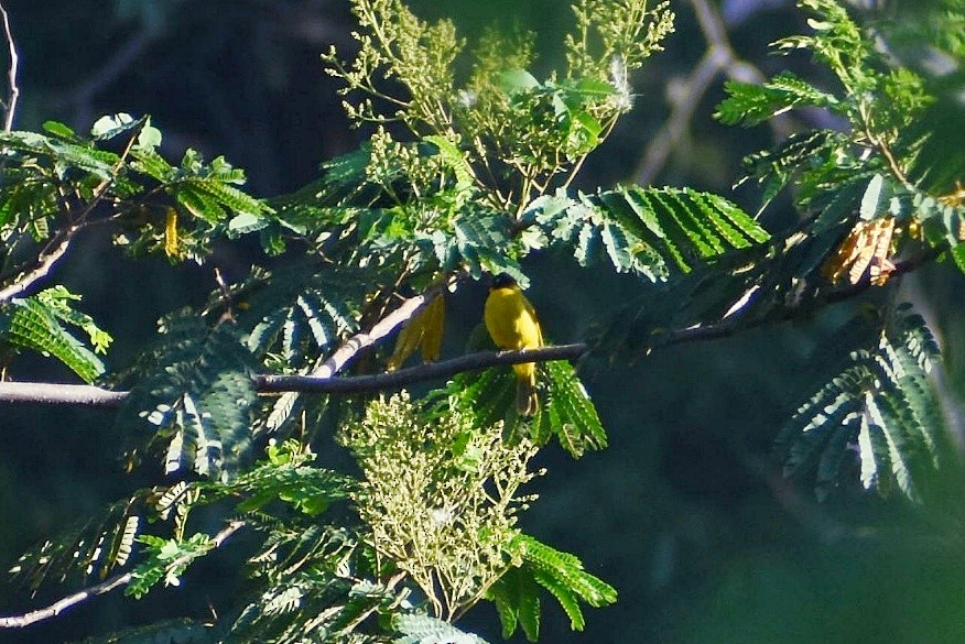 Flame-throated Bulbul - ML637729263