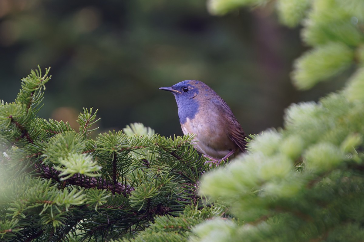 White-bellied Redstart - ML637729292