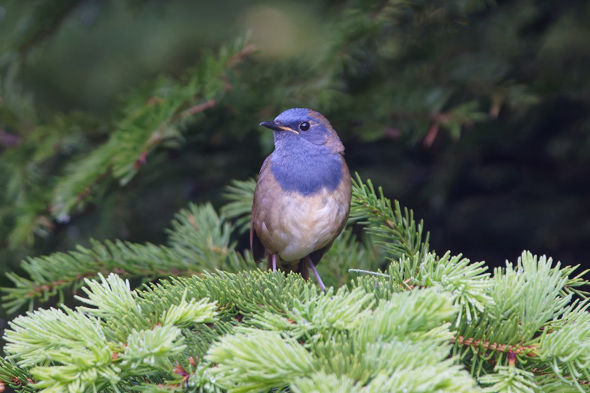 White-bellied Redstart - ML637729294