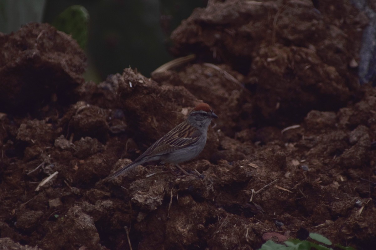 Chipping Sparrow - ML637729302