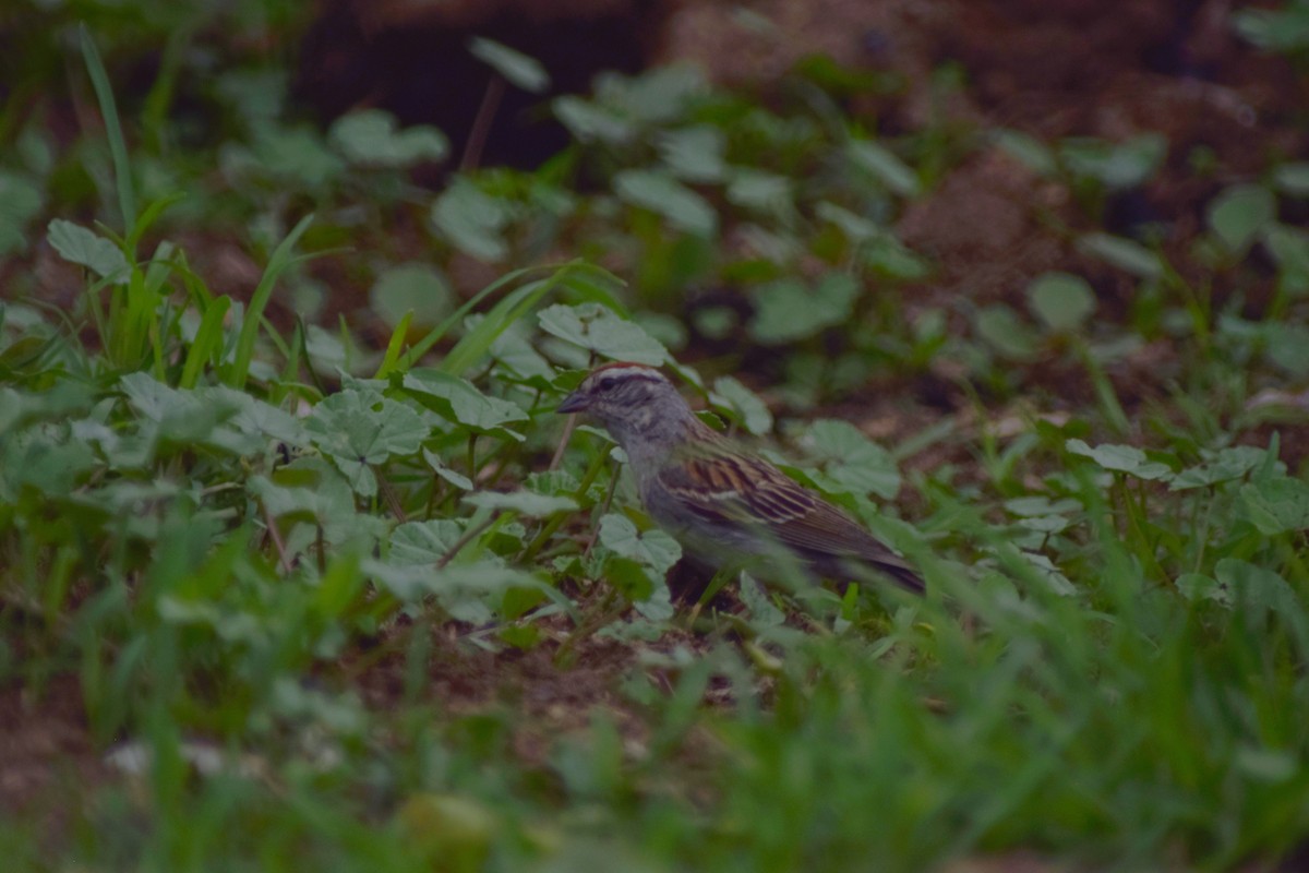 Chipping Sparrow - ML637729304