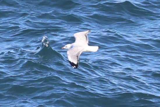 Mouette argentée - ML637729320